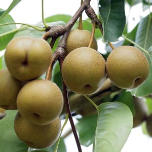 Ázijská hruška (Pyrus pyrifolia) ´Kosui´, výška: 80-110 cm, voľnokorenná